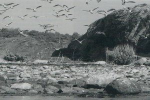 Bilde av Marøyskjæra